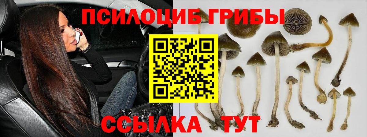 купить наркотики сайты  Богородск  Псилоцибиновые грибы Psilocybe 